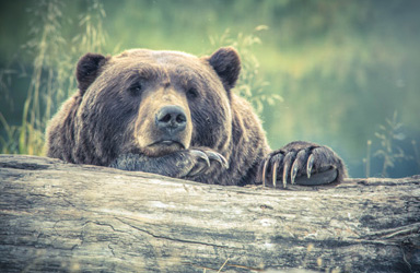 Free Stock Photos site Photocollections