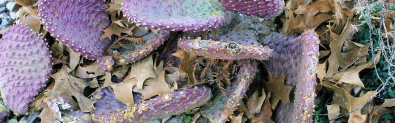 Free Stock Photo website - Goodfreephotos