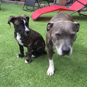 Roko and Lily adopted from the charity